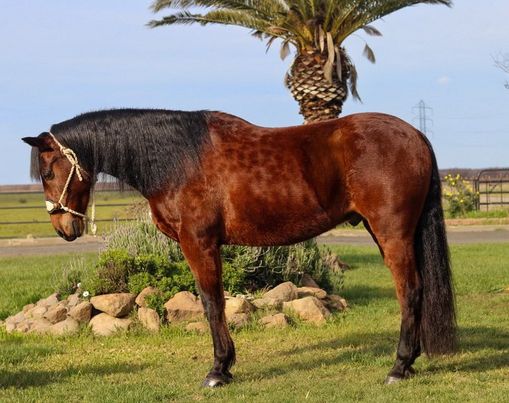 Amaya-JN-Romeo-Andalusian-Gelding