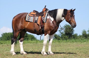 Amazon-Draft-Gelding