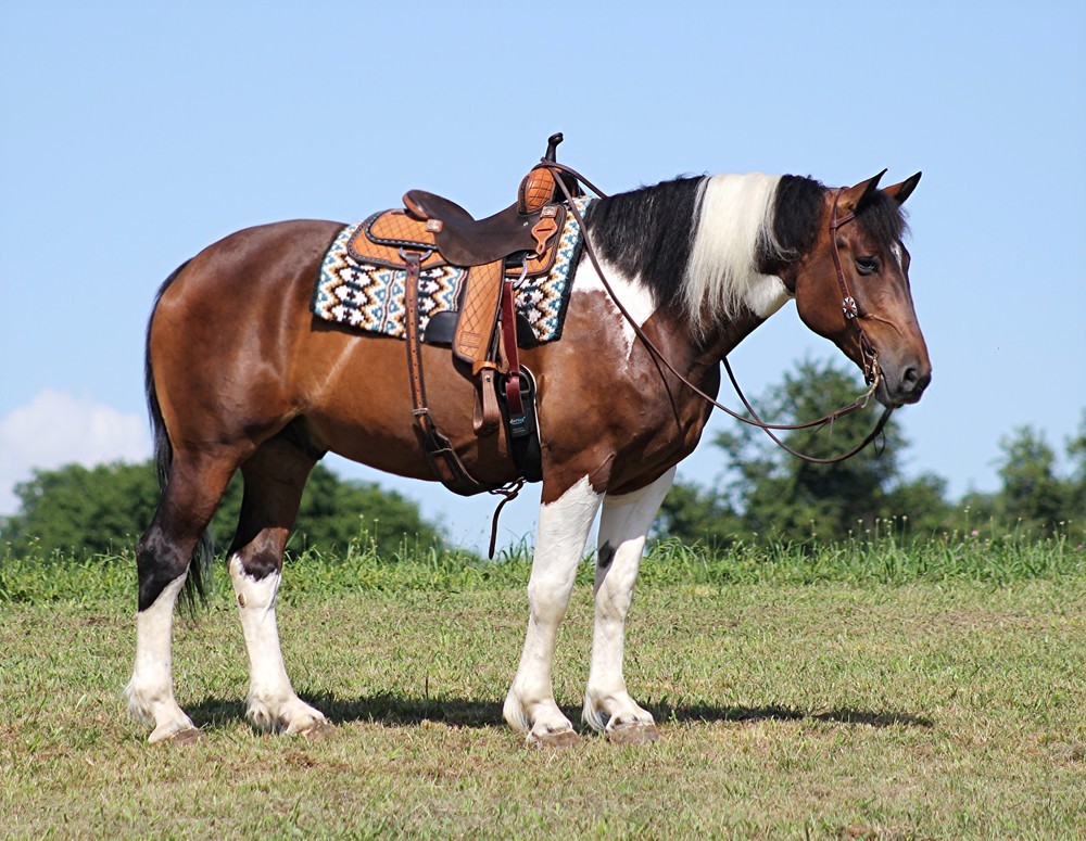Amazon-Draft-Gelding