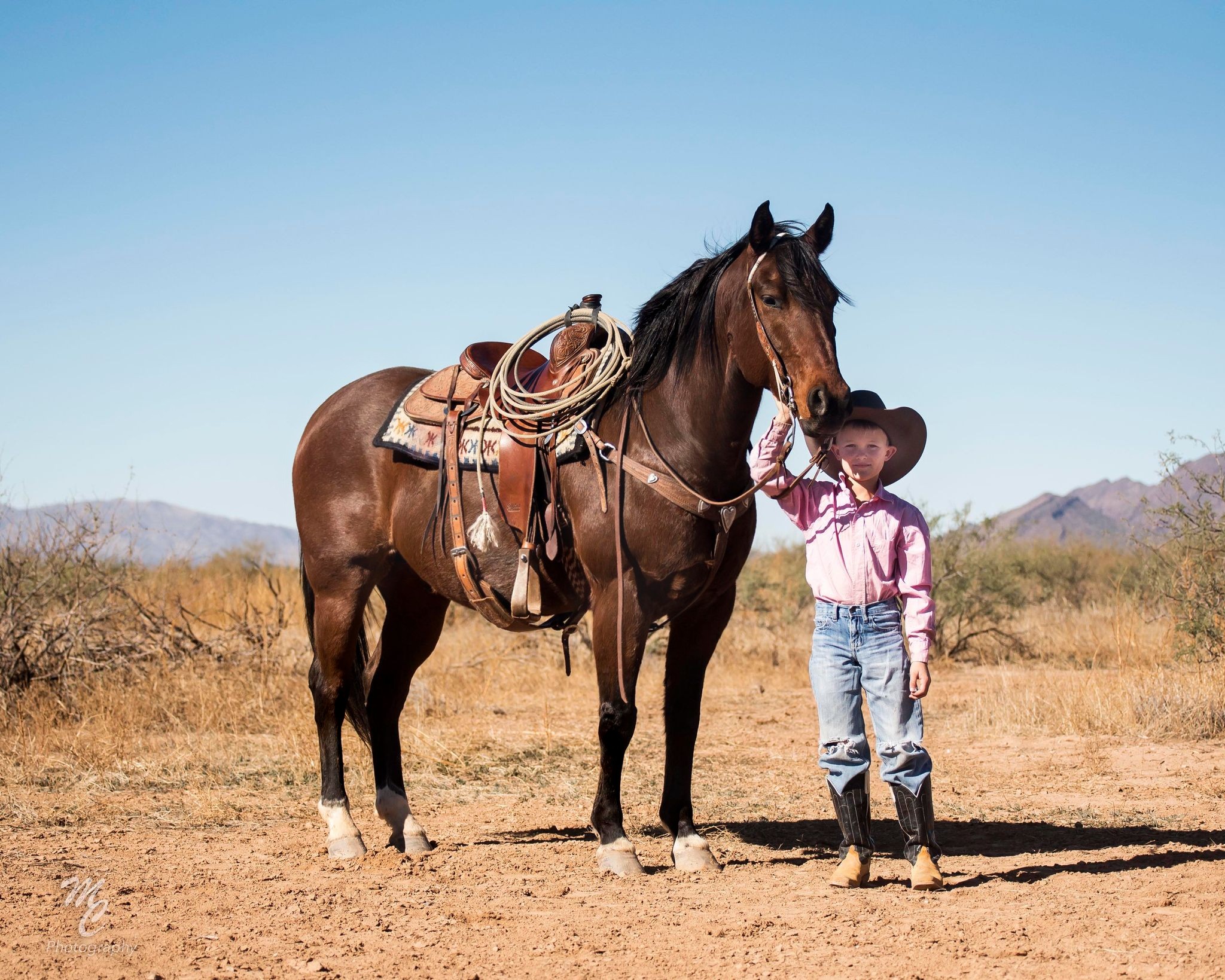 American-Patriot-Friesian-Gelding