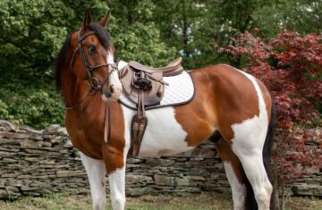 American-Valor-Paint-Gelding