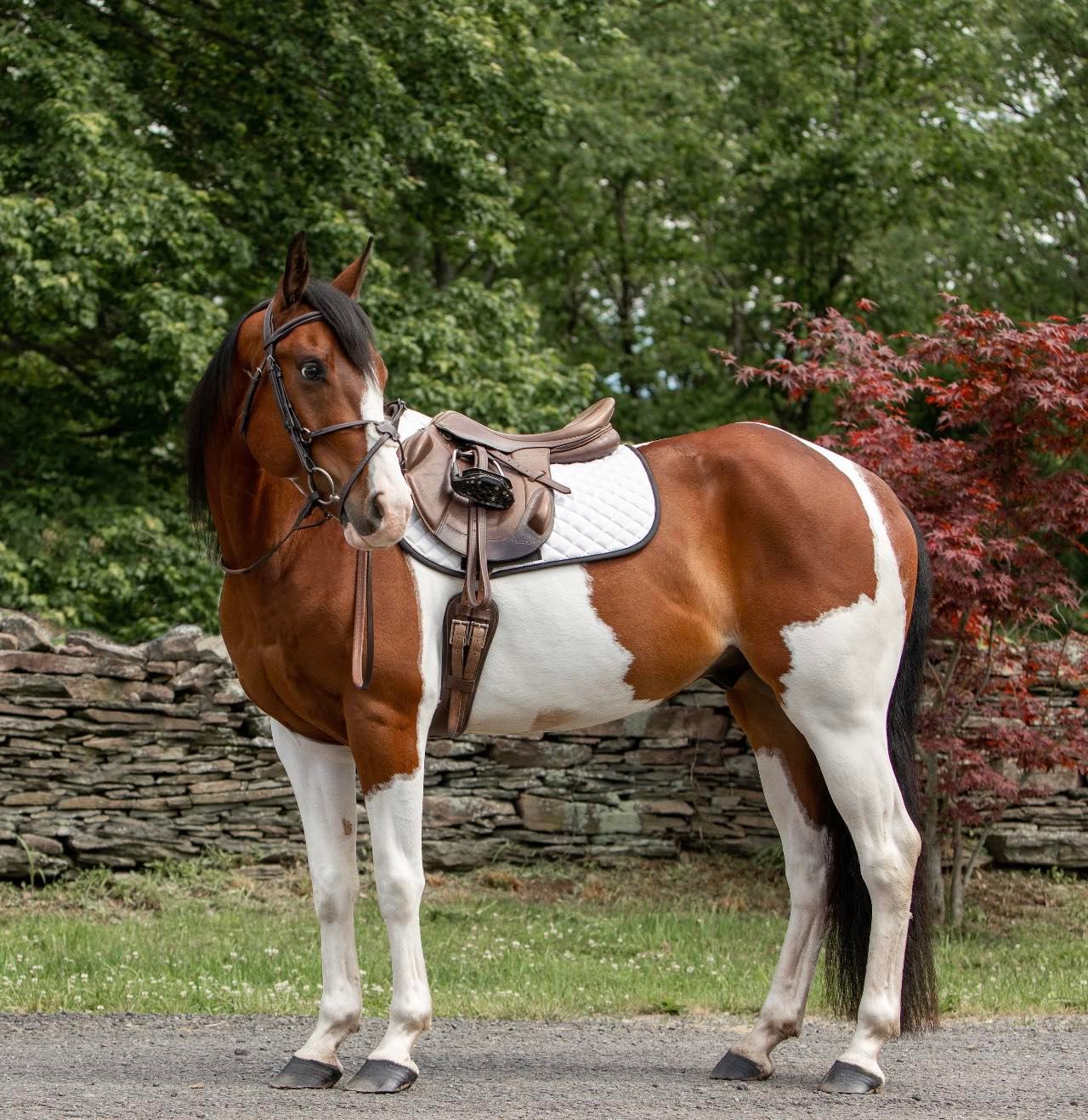 American-Valor-Paint-Gelding