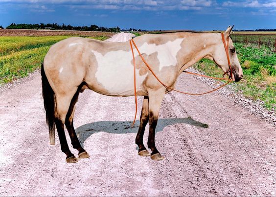Amigo-Paint-Gelding