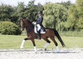 Andresen-dressage
