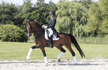 Andresen-dressage