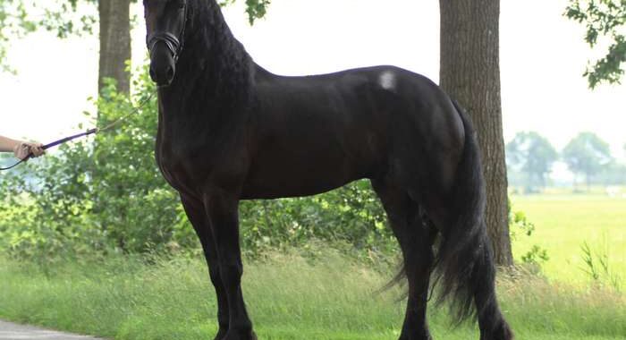 Andries-2
