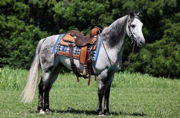 Andy-Andalusian-Gelding