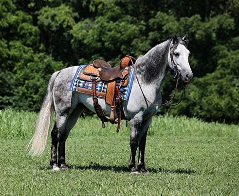 Andy-Andalusian-Gelding