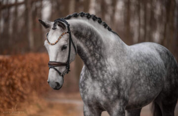 Angelina-De-Vittorio-Dressage-horse