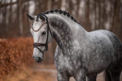 Angelina-De-Vittorio-Dressage-horse