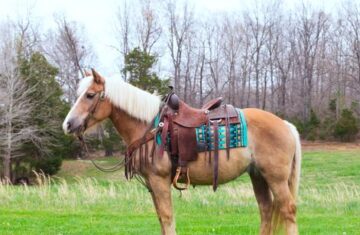 Annie-Haflinger-Mare