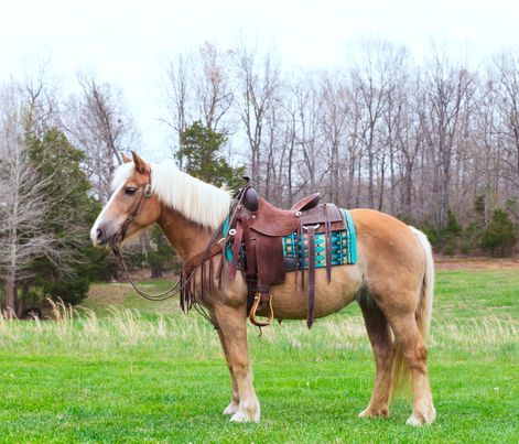 Annie-Haflinger-Mare