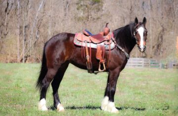 Annie-Oakley-Draft-Mare