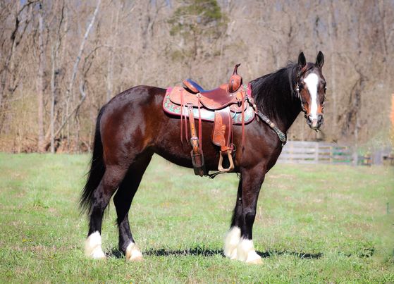 Annie-Oakley-Draft-Mare