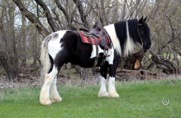 Apache-Gypsy-Vanner-Gelding