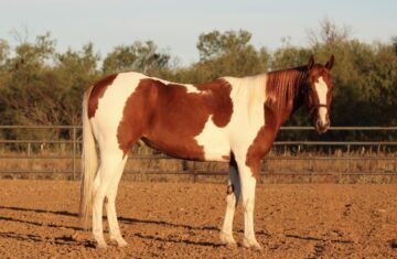 Apollo-Paint-Gelding