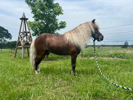 Apple-Jack-Pony-Gelding