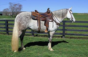Arden-Kentucky-Mountain-Mare