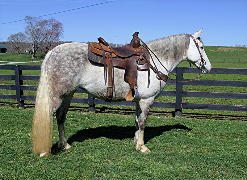 Arden-Kentucky-Mountain-Mare
