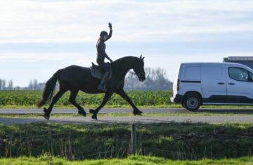 Arriya-–-Star-Friesian-Mare