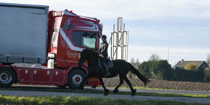 Arriya-–-Star-Friesian-Mare1-1