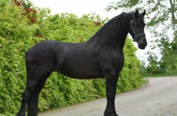 Arriya-–-Star-Friesian-Mare14-1