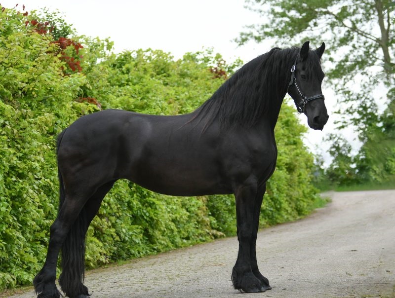 Arriya-–-Star-Friesian-Mare14-1