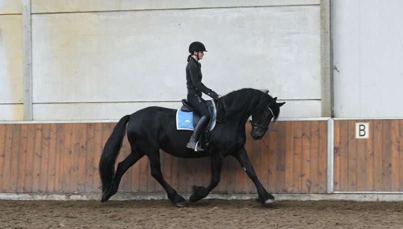 Arriya-–-Star-Friesian-Mare3