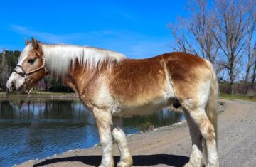 Arrow-Haflinger-Gelding