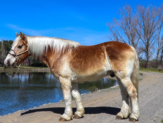 Arrow-Haflinger-Gelding
