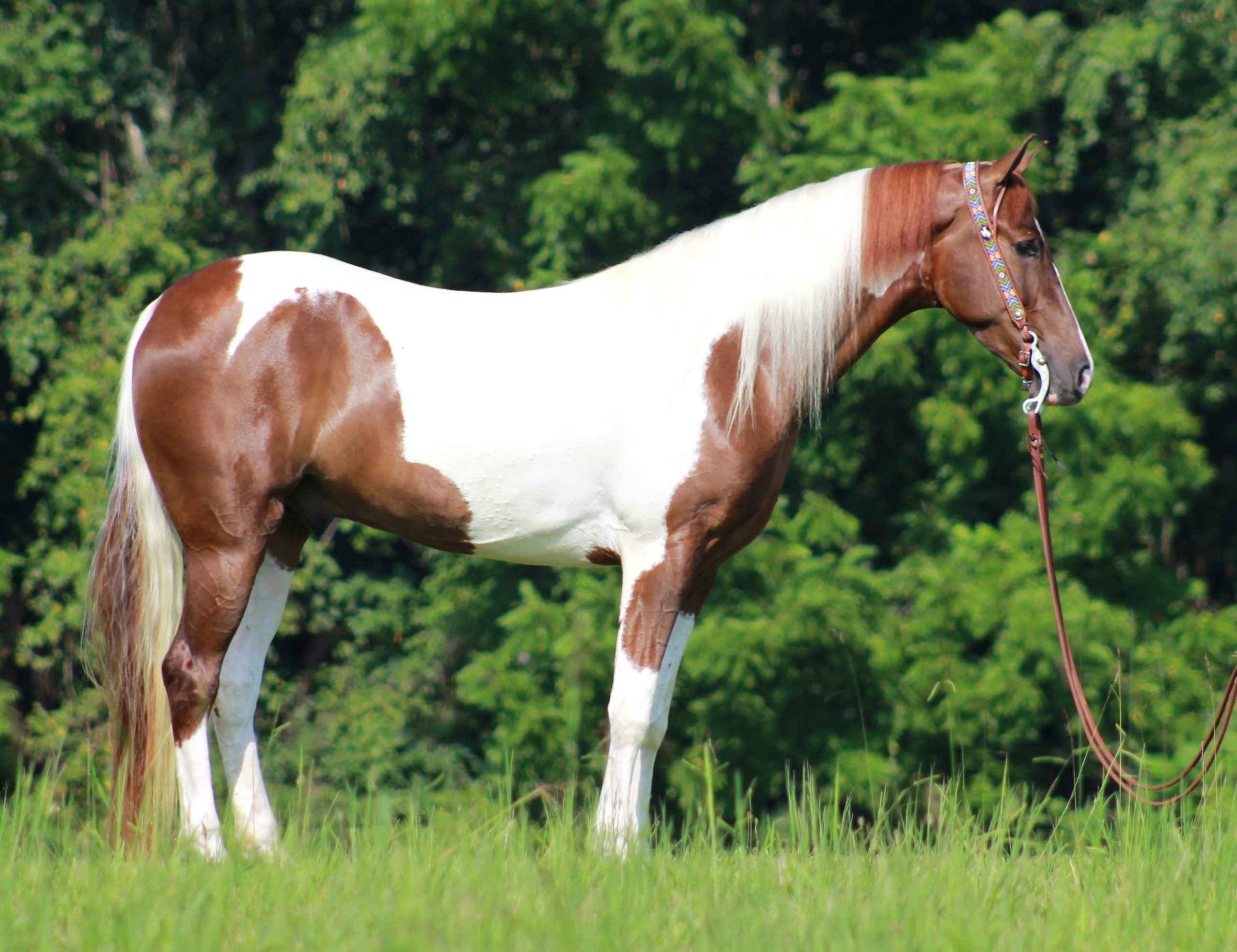 Aspen-All-Four-Jazz-Tennessee-Walking-Gelding