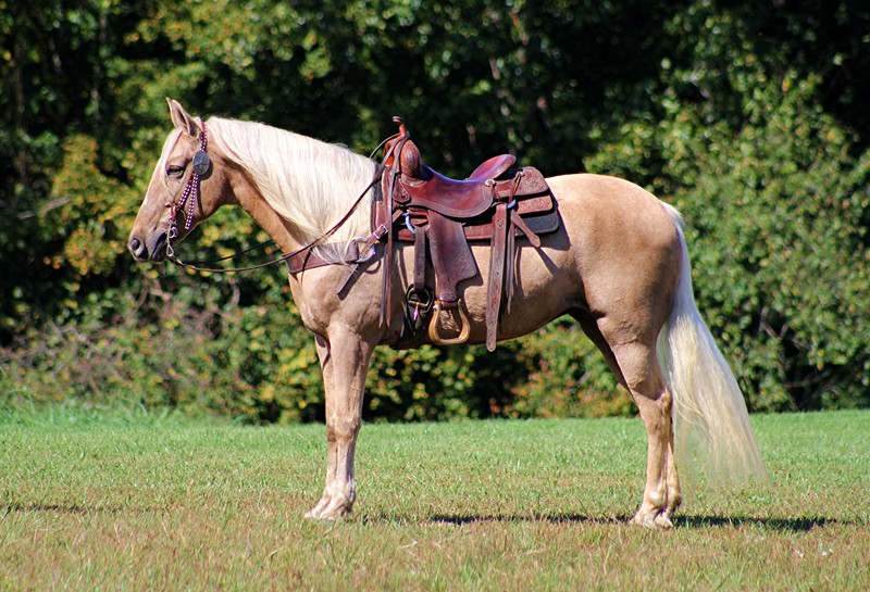 Athena-Kentucky-Mountain-Mare
