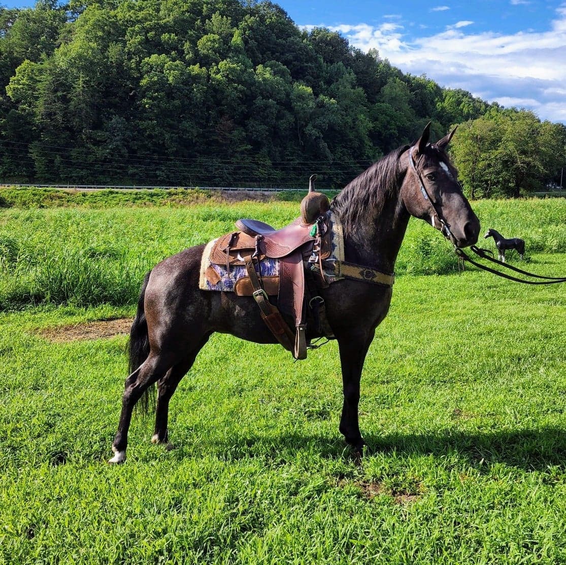Aurora-Kentucky-Mountain-Mare