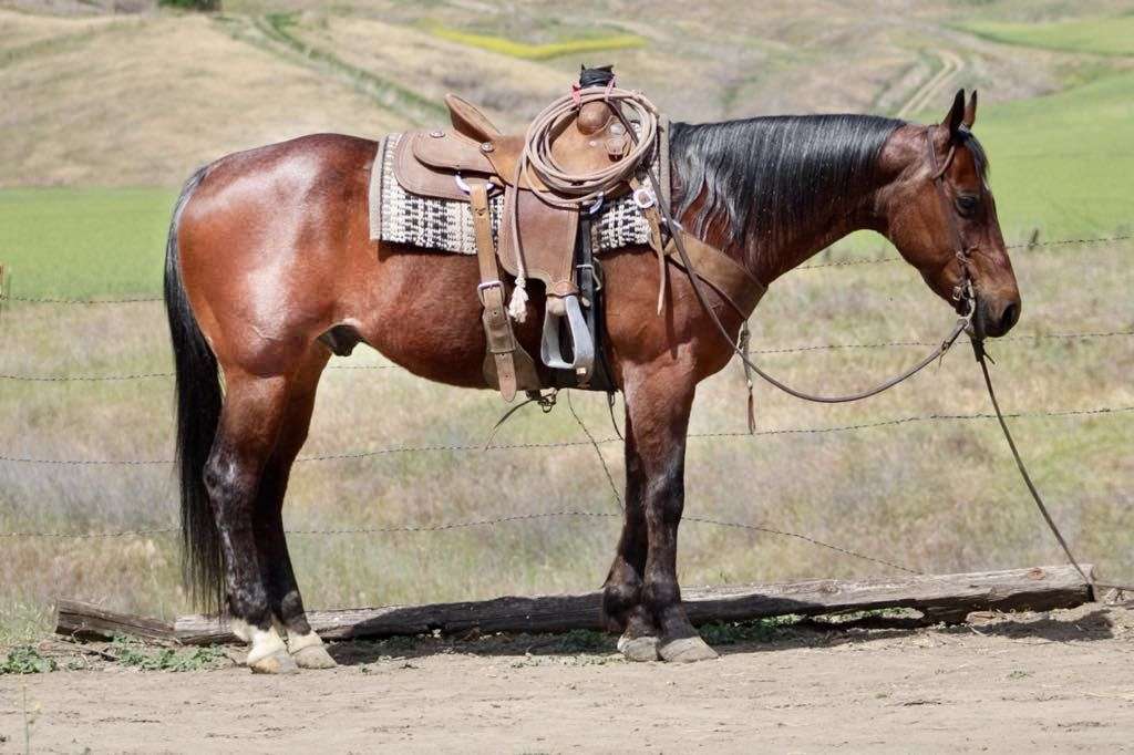 Avatar-Quarter-Gelding
