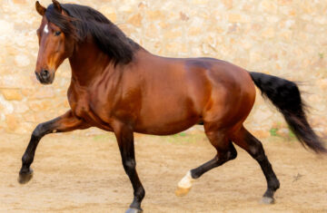 BAY-PRE-HORSE-FOR-SALE-3