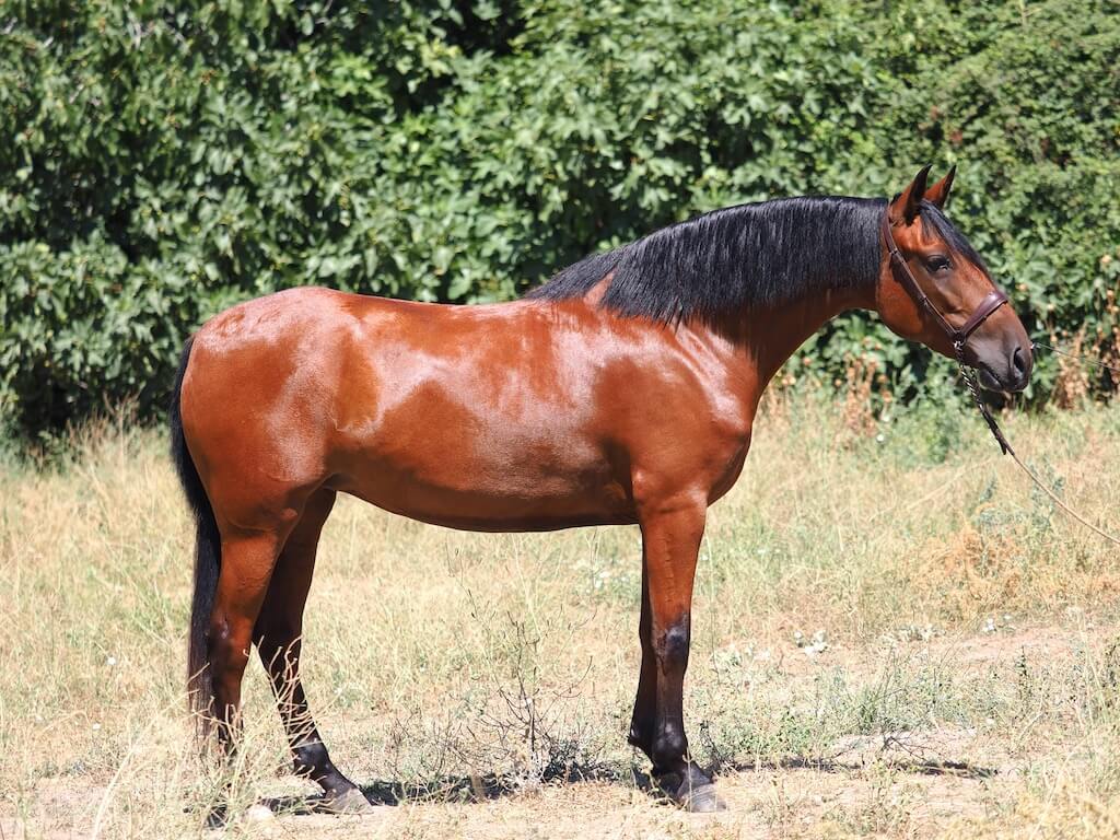 BAY-PRE-MARE-FOR-SALE-1