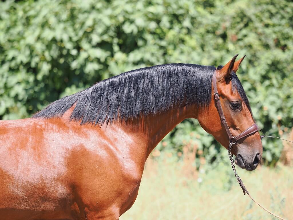 BAY-PRE-MARE-FOR-SALE-2