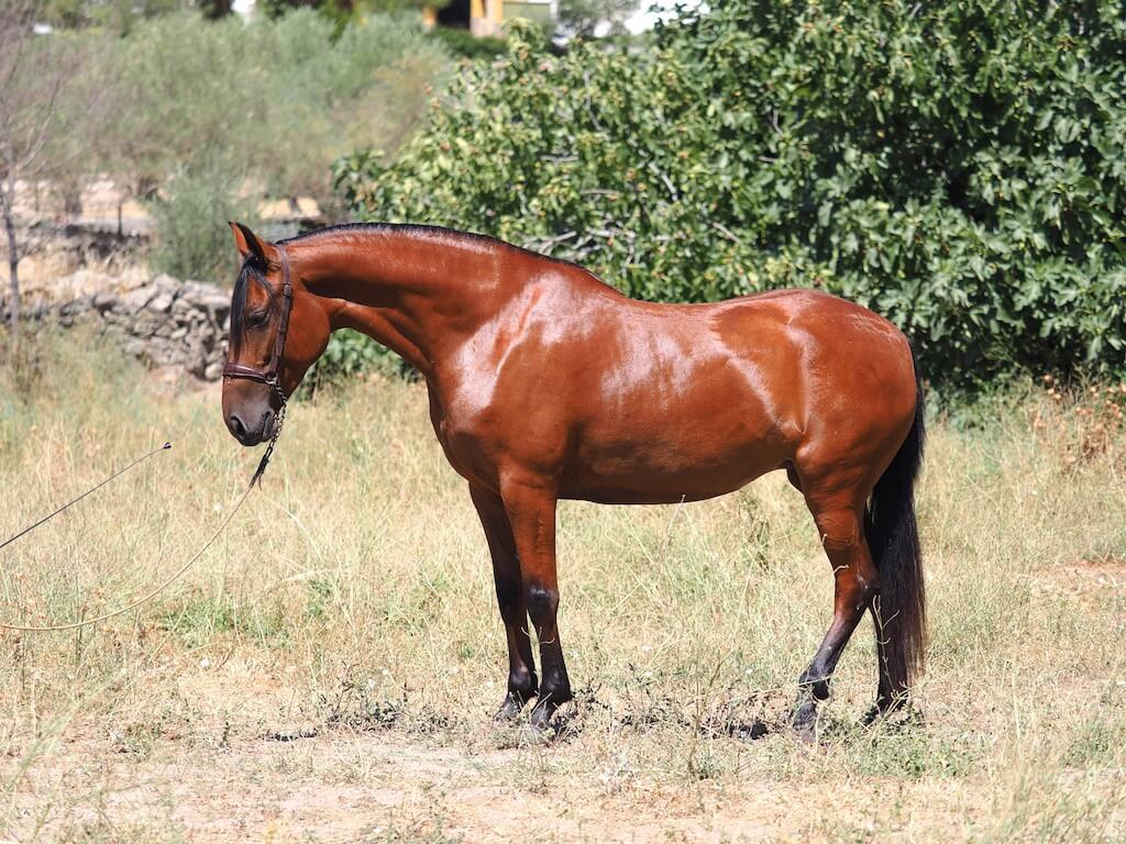 BAY-PRE-MARE-FOR-SALE-3