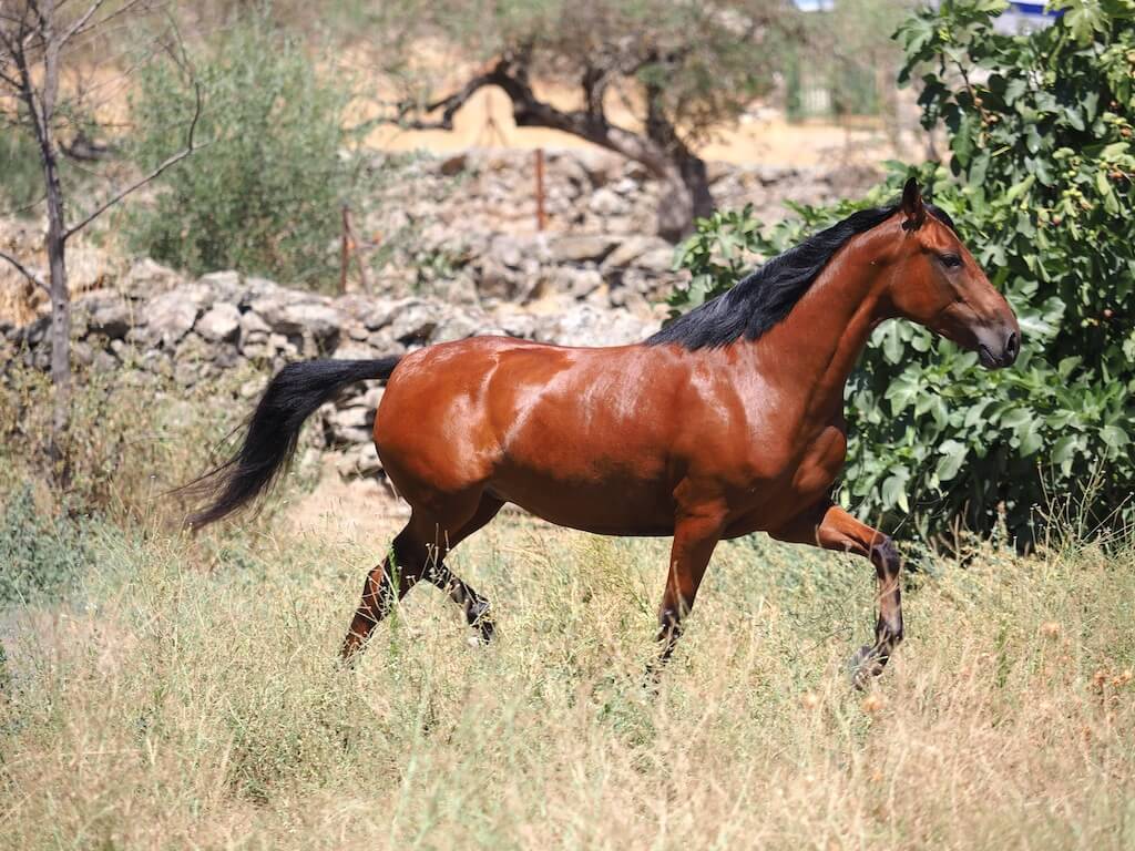 BAY-PRE-MARE-FOR-SALE-4