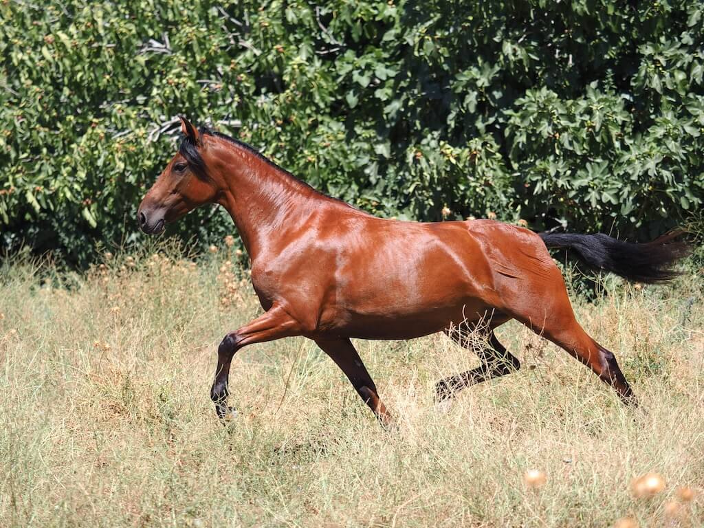 BAY-PRE-MARE-FOR-SALE-5
