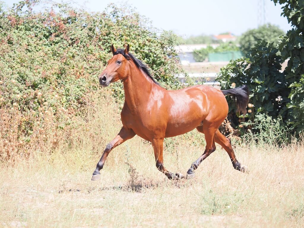 BAY-PRE-MARE-FOR-SALE-7