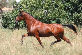 BAY-PRE-MARE-FOR-SALE-DES