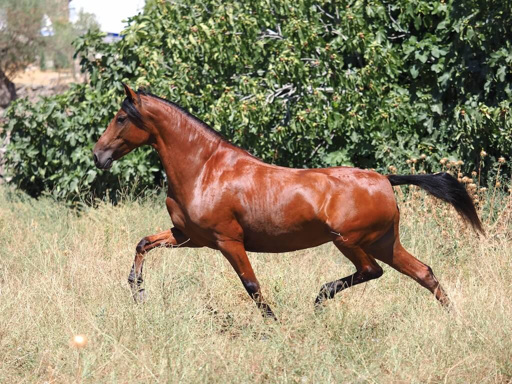 PRE Mare with Outstanding Sport Potential. Ref: