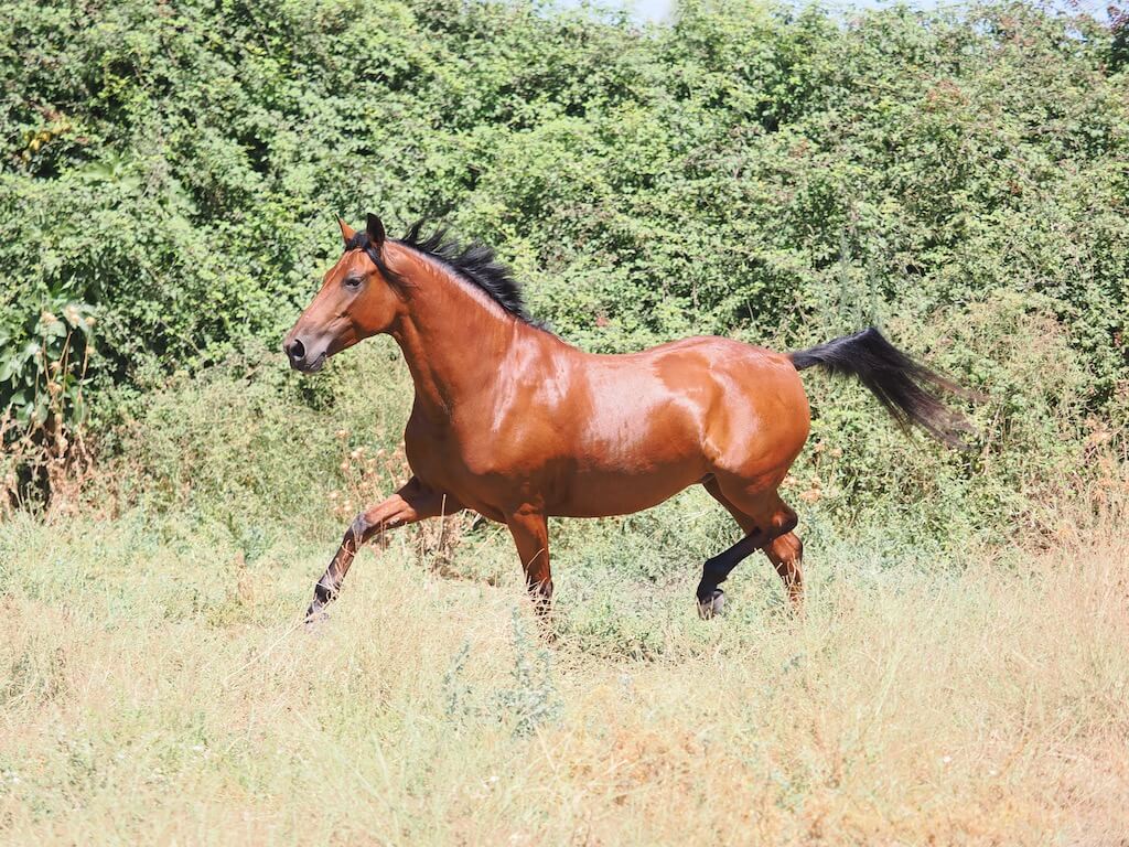 BAY-PRE-MARE-FOR-SALE