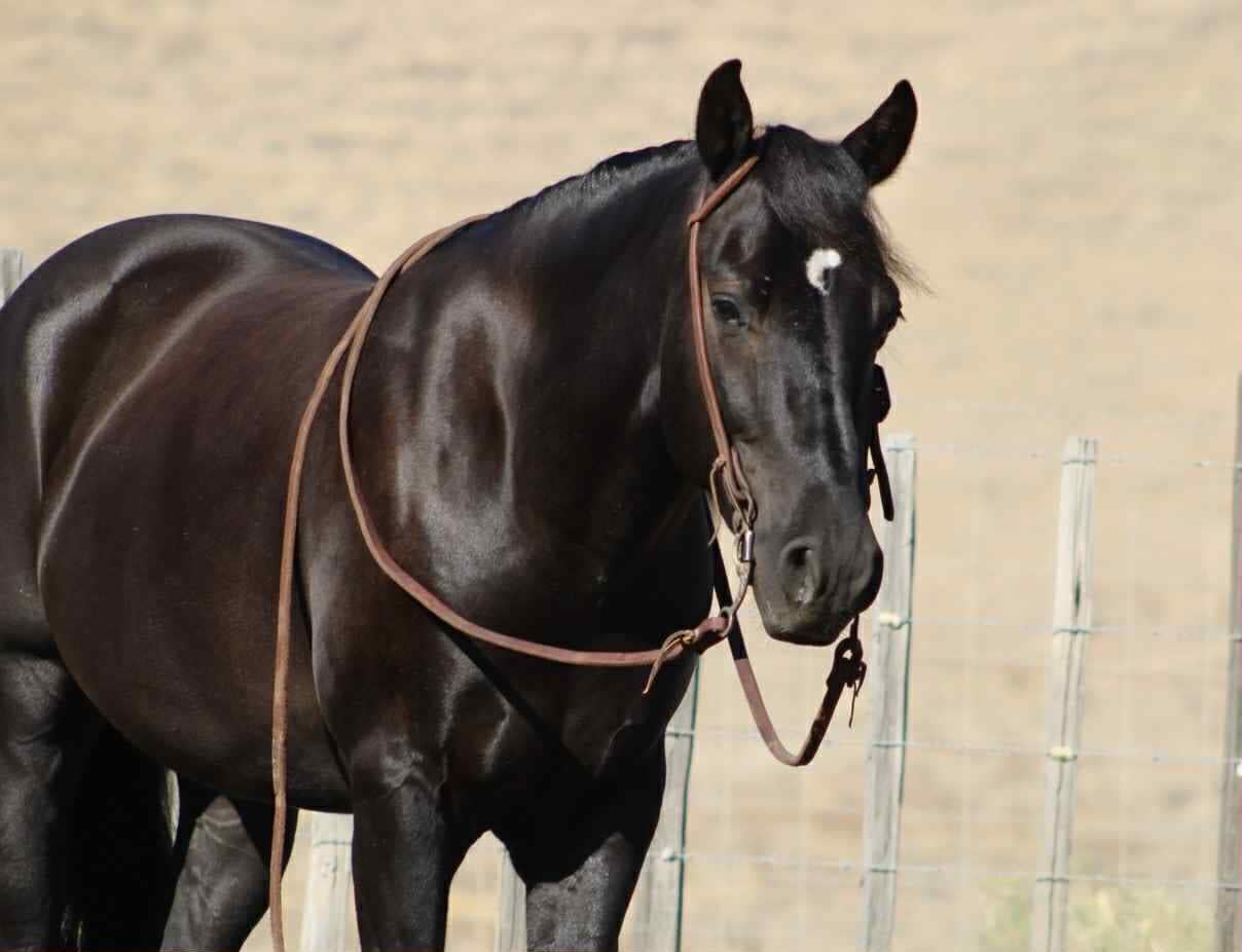 BlackJack Horse