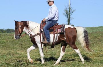 Bandit-Tennessee-Walking-Gelding