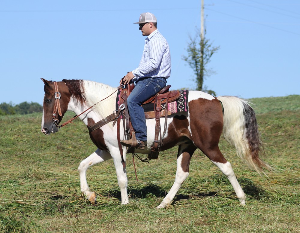Bandit-Tennessee-Walking-Gelding