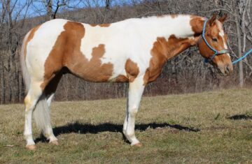 Bandito-Paint-Gelding