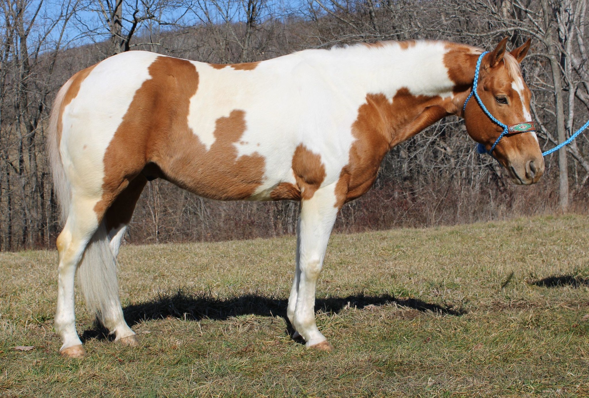 Bandito-Paint-Gelding