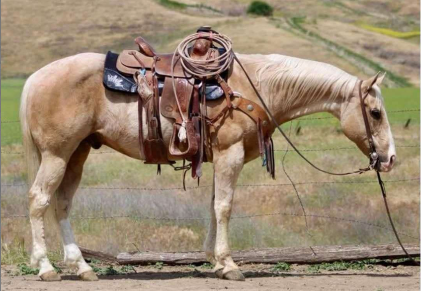 Banjo-Quarter-Gelding